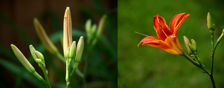 [Two photos spliced together. On the left are the growing buds. Most are green, but one tall one is an orangish color and probably will open soon. On the right is a fully open bloom. The six bright red-orange petals open from a cup-like center. Very long stamen protrude from the center.]